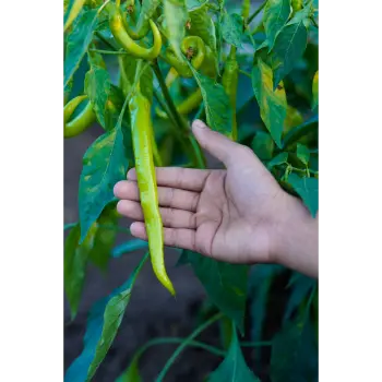 green chilli (14)-2425764-67145.webp